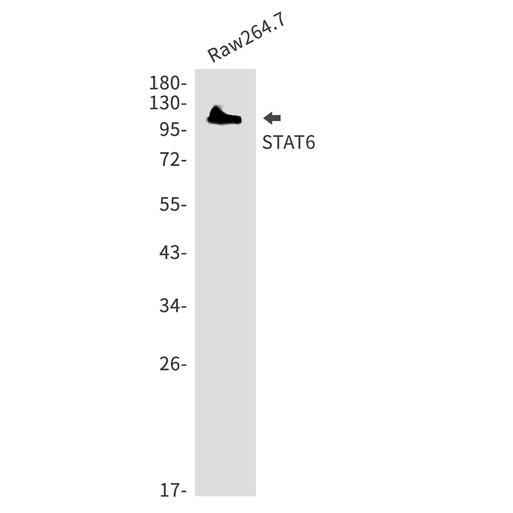 STAT6 Rabbit mAb ABZ5199