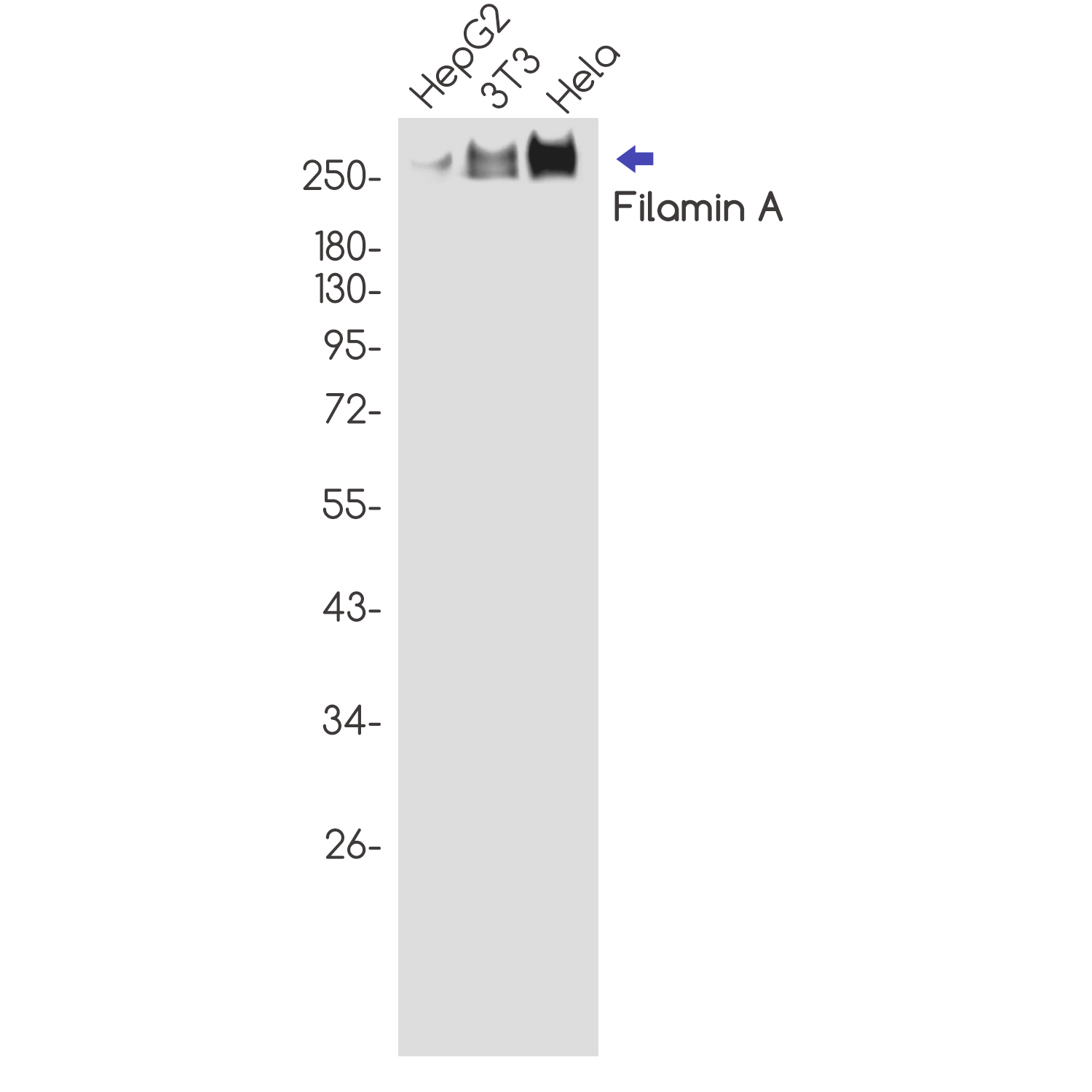 Filamin A Rabbit mAb ABZ5211