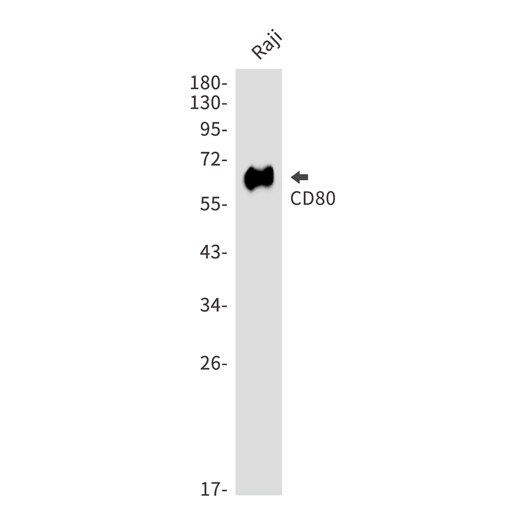 CD80 Rabbit mAb ABZ5213
