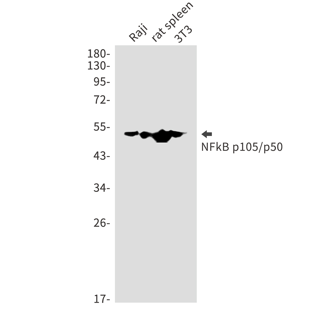 NF-KB p105 Rabbit mAb ABZ5214