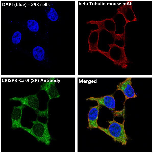 CRISPR Cas9 SP Rabbit mAb ABZ5216