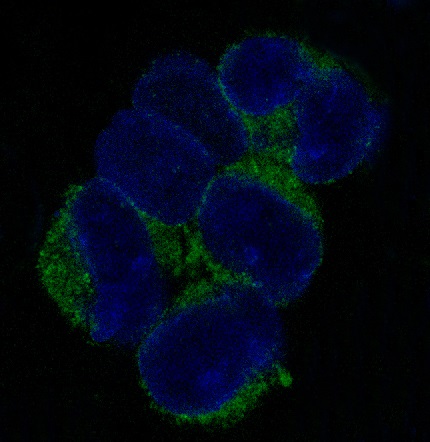 VCAM1 Rabbit mAb ABZ5219