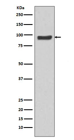 SP1 Rabbit mAb ABZ5223