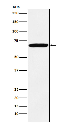 IMP3 Rabbit mAb ABZ5229