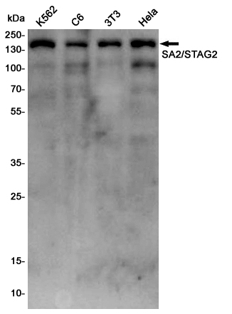 SA2 Rabbit mAb ABZ5232