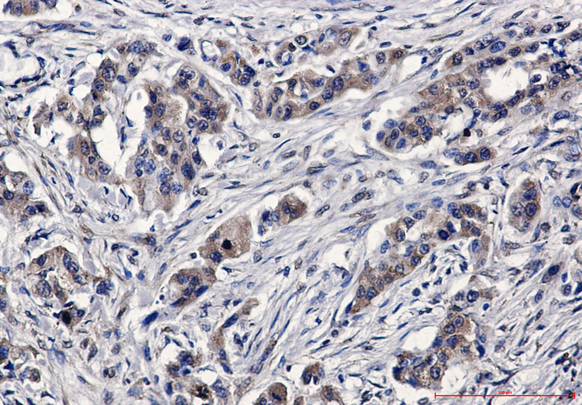 C7 Rabbit mAb ABZ5234