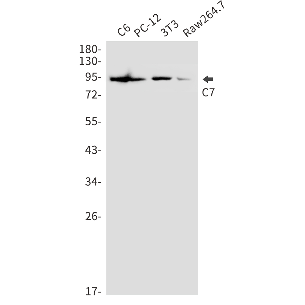 C7 Rabbit mAb ABZ5234