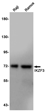 IKZF3 Rabbit mAb ABZ5238
