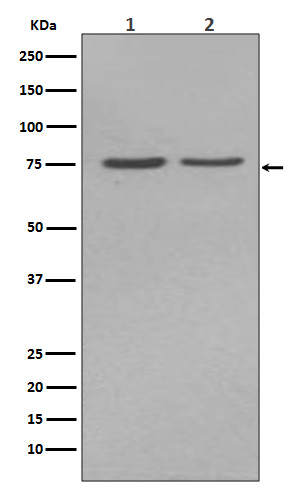 Alkaline Phosphatase Rabbit mAb ABZ5248