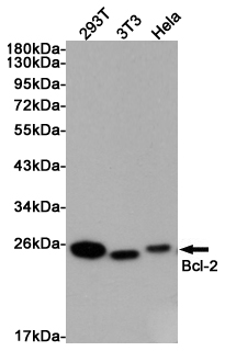 Bcl 2 Rabbit mAb ABZ5249