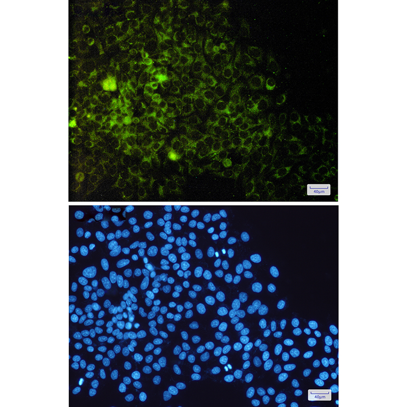 CD9 Rabbit mAb ABZ5251