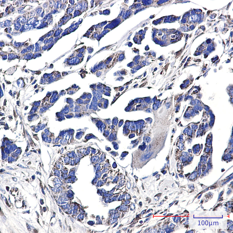CD9 Rabbit mAb ABZ5251