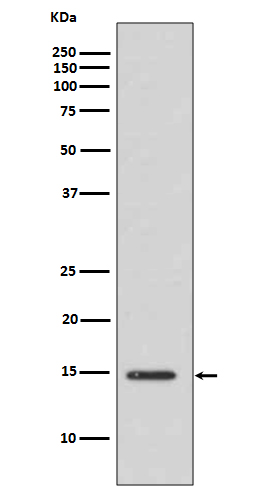 Acetyl-Histone H3 (Lys14) Rabbit mAb ABZ5254