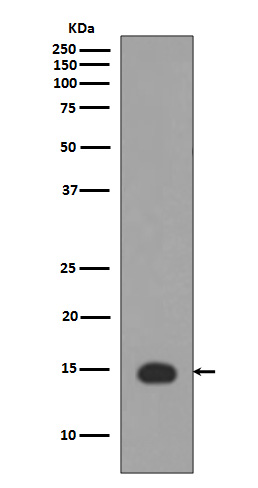 Acetyl-Histone H3 (Lys4) Rabbit mAb ABZ5255