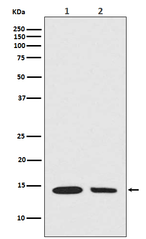Hydroxyl-Histone H2A (Tyr39) Rabbit mAb ABZ5258