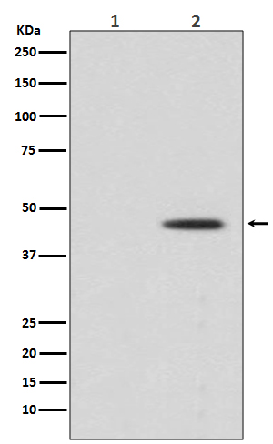 Phospho-MEK1 (Ser298) Rabbit mAb ABZ5261