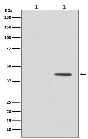 Phospho-MEK1 (Thr292) Rabbit mAb ABZ5262