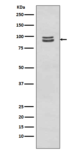 Phospho-STAT3 (Ser727) Rabbit mAb ABZ5267