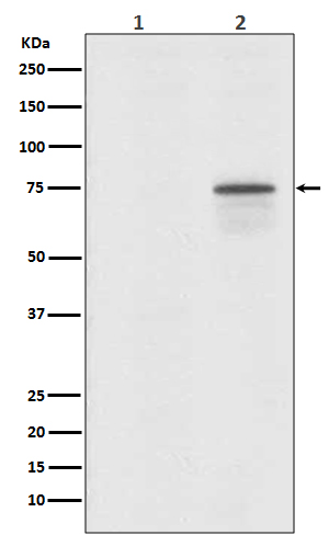 Phospho-Raf1 (Ser259) Rabbit mAb ABZ5269