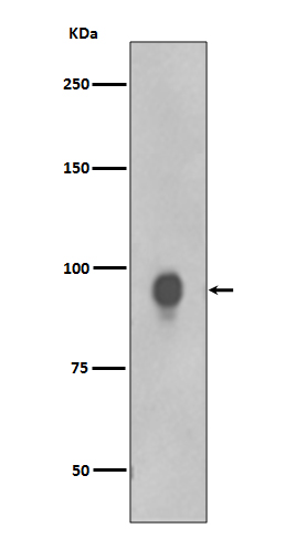 Phospho-RSK1 p90 (Thr359/Ser363) Rabbit mAb ABZ5275