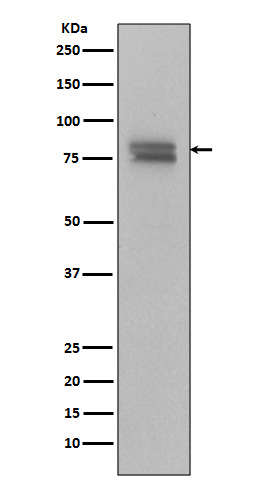 Phospho-c Myb (Ser11) Rabbit mAb ABZ5277