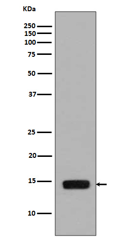 Phospho-Histone H2A (Ser129) Rabbit mAb ABZ5281
