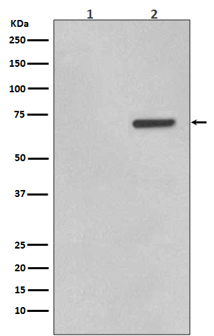 Phospho-ATF2 (Thr71) Rabbit mAb ABZ5283
