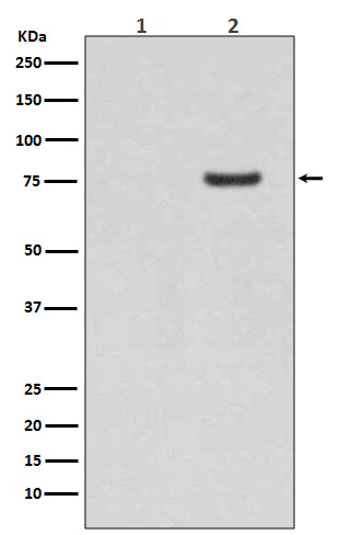 Phospho-Synapsin I (Ser9) Rabbit mAb ABZ5284