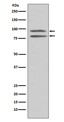 Phospho-MSK1 (Ser376) Rabbit mAb ABZ5285