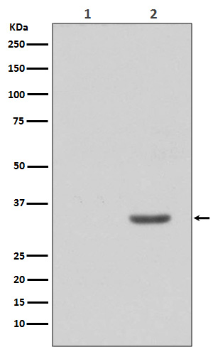 Phospho-CDK2 (Tyr15) Rabbit mAb ABZ5286