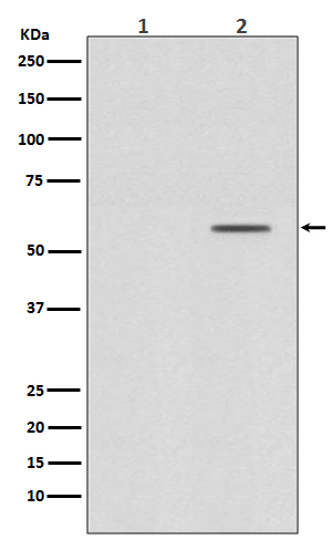 Phospho-Smad2 (Ser250) Rabbit mAb ABZ5287