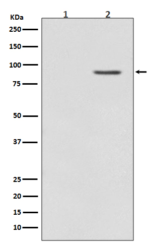 Phospho-BRAF (Thr401) Rabbit mAb ABZ5289