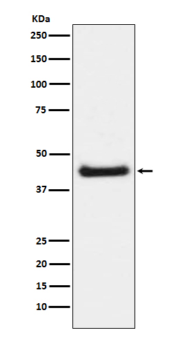 Phospho-c-Jun (Ser63) Rabbit mAb ABZ5290