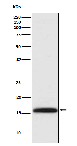 DiMethyl-Histone H3 (Lys4) Rabbit mAb ABZ5297