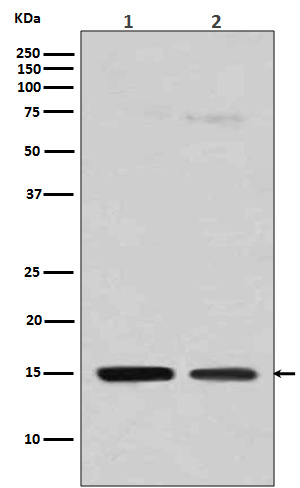 MonoMethyl-Histone H3 (Arg128) Rabbit mAb ABZ5298
