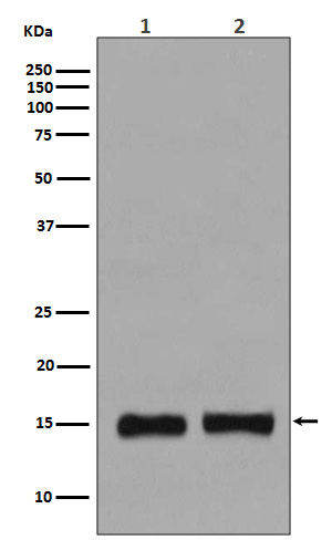 MonoMethyl-Histone H3 (Lys36) Rabbit mAb ABZ5299