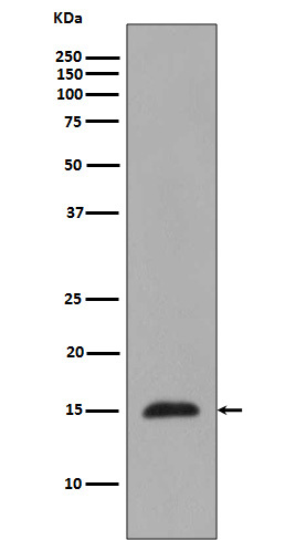 MonoMethyl-Histone H3 (Arg2) Rabbit mAb ABZ5300