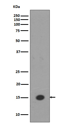 MonoMethyl-Histone H3 (Lys18) Rabbit mAb ABZ5301