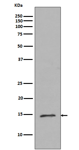 MonoMethyl-Histone H2B (Arg79) Rabbit mAb ABZ5302