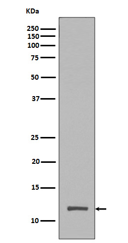 TriMethyl-Histone H4 (Lys20) Rabbit mAb ABZ5303
