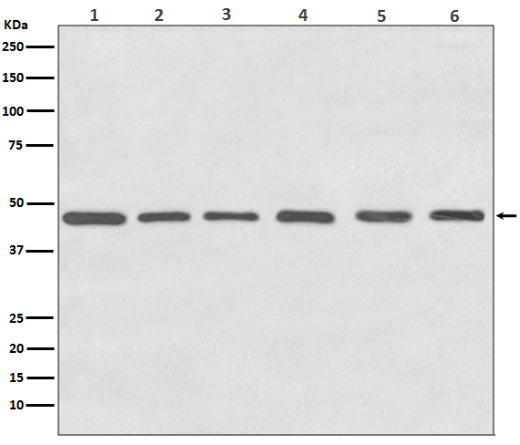 gamma Tubulin Rabbit mAb ABZ5304
