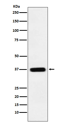 [KO]STING Rabbit mAb ABZ5305