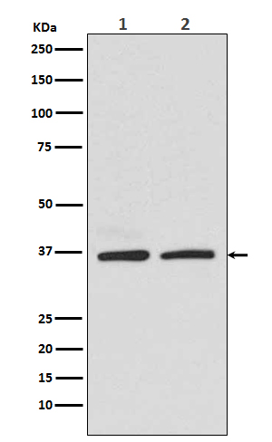 [KO]Rad51 Rabbit mAb ABZ5308