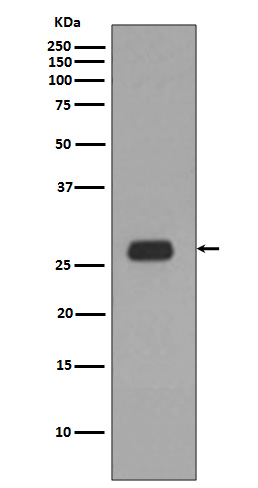 [KD]Prohibitin Rabbit mAb ABZ5310
