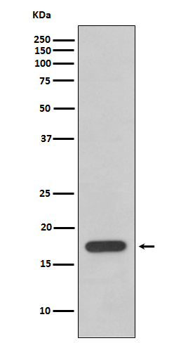 [KD]Cyclophilin F Rabbit mAb ABZ5311