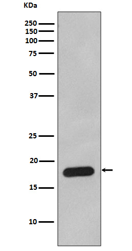 [KO]Cyclophilin B Rabbit mAb ABZ5314