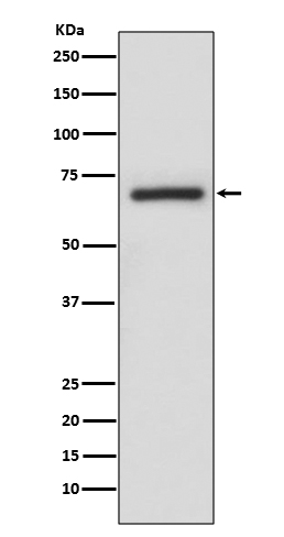 [KD]A-Raf  Rabbit mAb ABZ5318