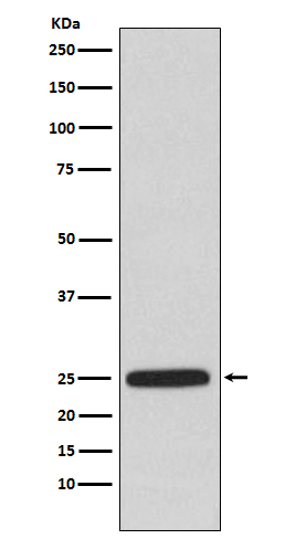 [KO]HPRT Rabbit mAb ABZ5321