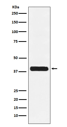 [KO]Glycophorin C Rabbit mAb ABZ5323