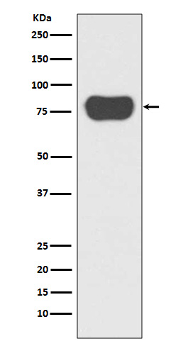 [KD]Cortactin Rabbit mAb ABZ5328